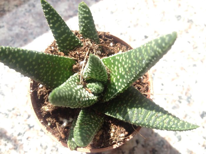 Gasteria crinita v verrucossa
