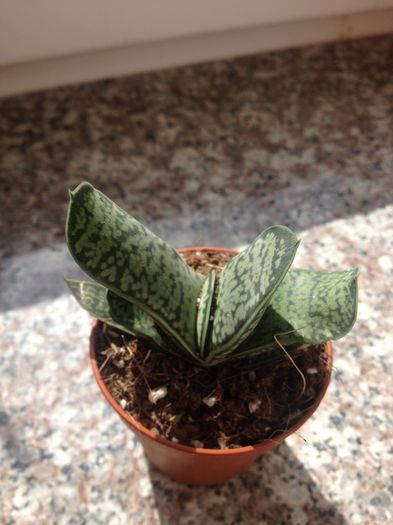 Gasteria distiha - Gasteria