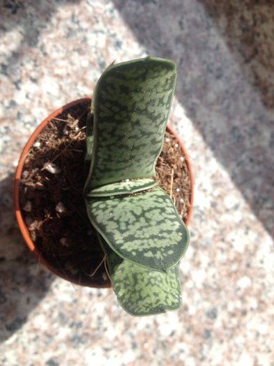 Gasteria disthia