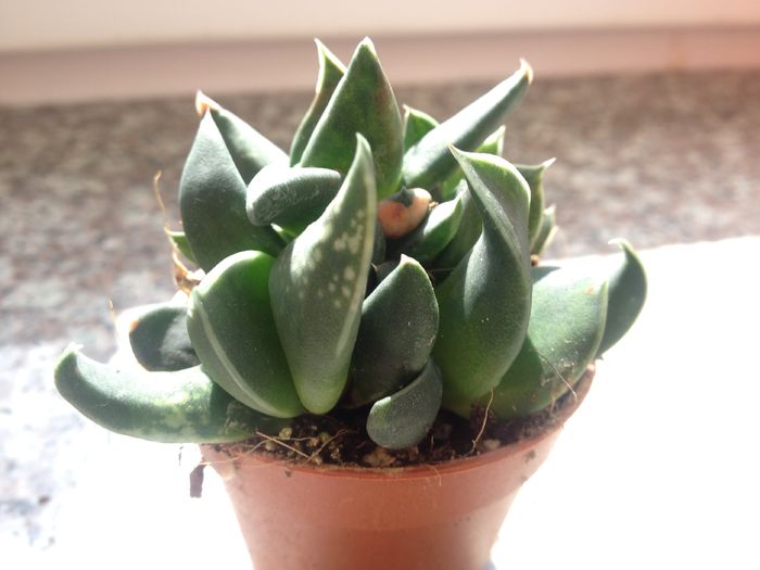 Gasteria brachyphylla