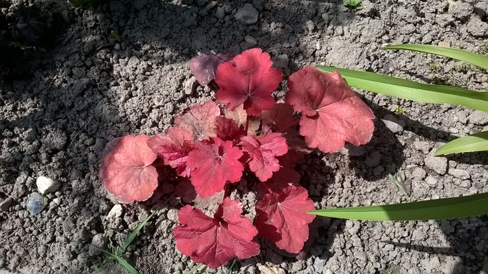 Fire Chief - 2016 Heuchera