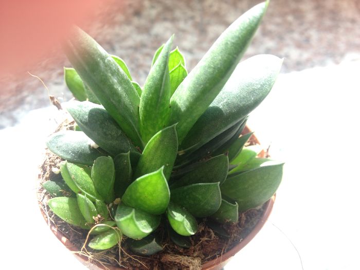 nr 37-5 lei puiul - Plante suculente