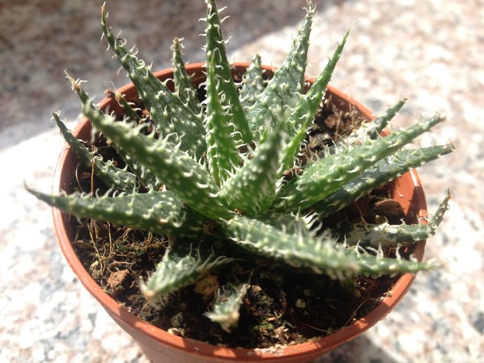 Aloe descoingsii - Aloe