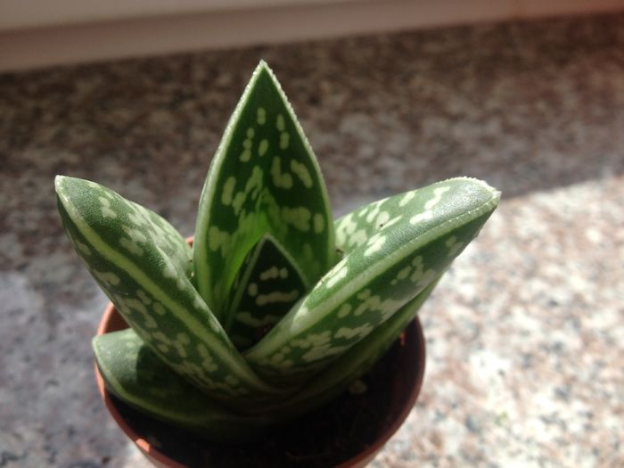 Aloe variegata tiger - Aloe