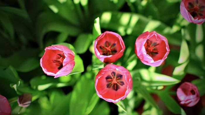 Purple Prince - 2016 aprilie