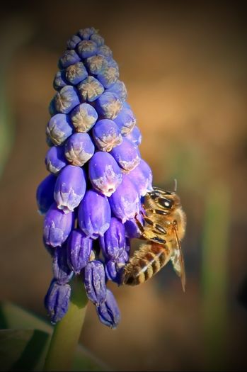Muscari - 2016 aprilie