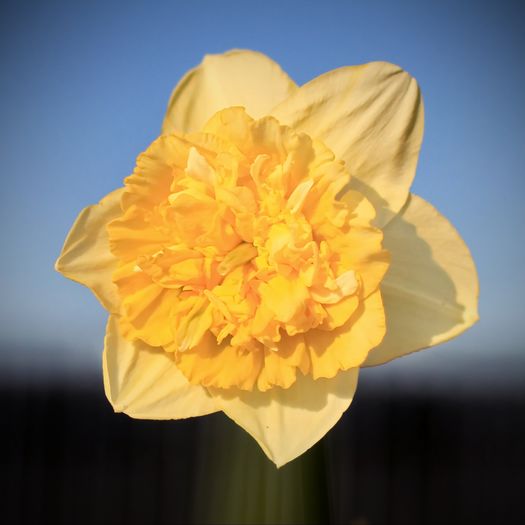 Ice King - 2016 aprilie