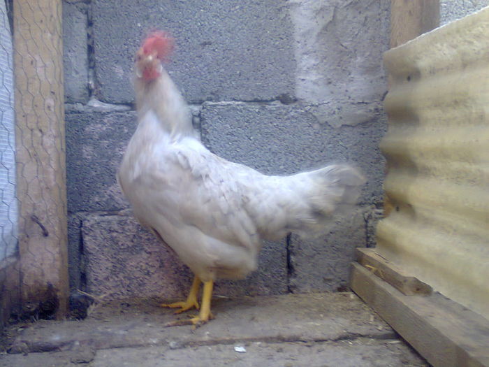 Fotografie1306 - 08-Italiana perlata