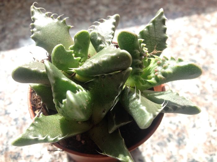 Faucaria tigrina - SUCULENTE