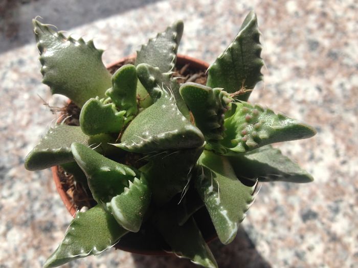 Faucaria tigrina