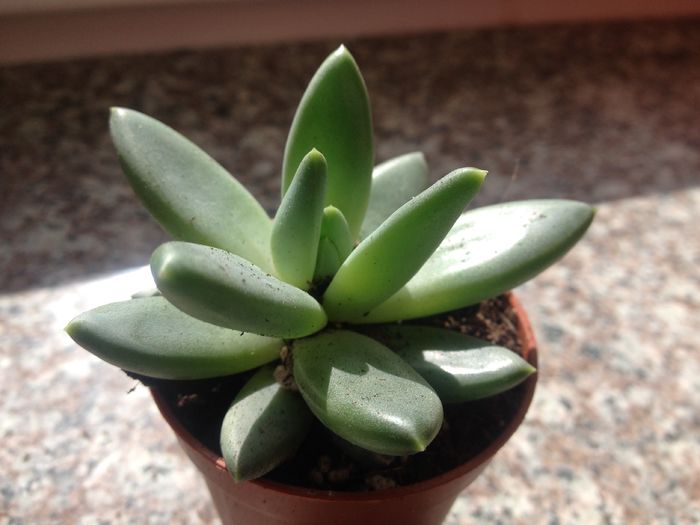 Pachyveria glauca - SUCULENTE