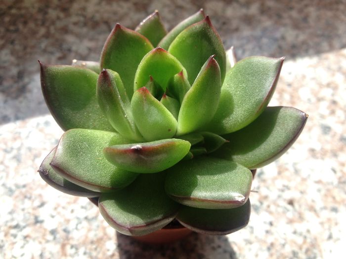 Echeveria mexicana