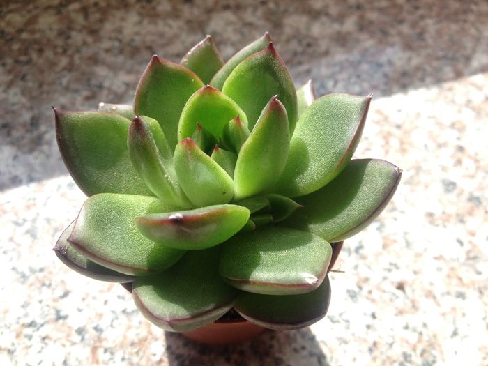 Echeveria mexicana - SUCULENTE