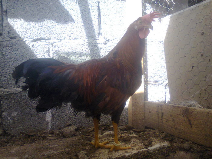 Fotografie1320 - 23-Italiana auriu-negru