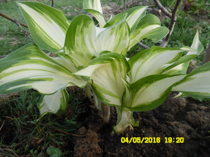 Hosta Undulata Variegata, soi pitic - Hosta