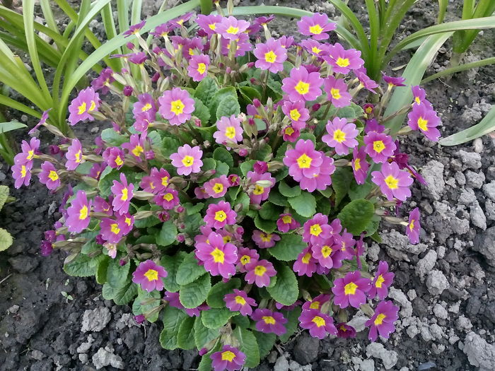 IMG_20160403_174444 - 2016 Primavara