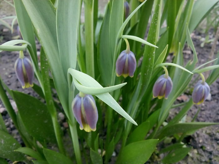 IMG_20160405_093128 - 2016 Primavara