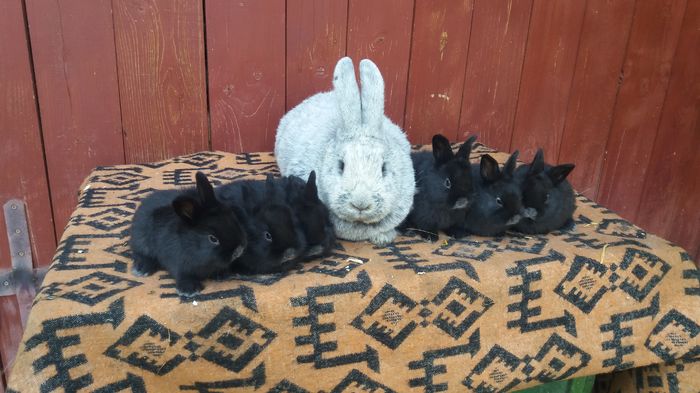 fem GER 3 - fem 2 Z309 249