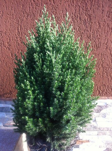 Juniperus stricta - Achizitii aprilie 2016
