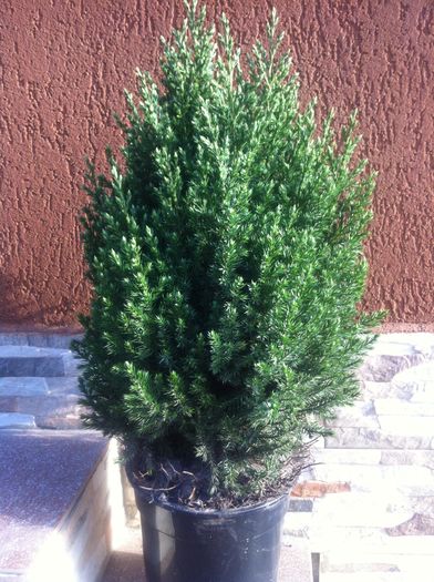 Juniperus stricta - Achizitii aprilie 2016