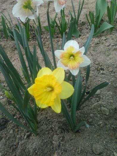 rosannor gold si taurus