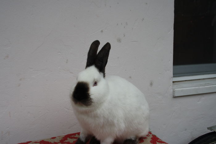 FC32 - 0 Femela californian 32