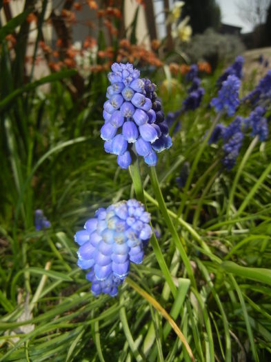 Muscari armeniacum (2016, March 30)