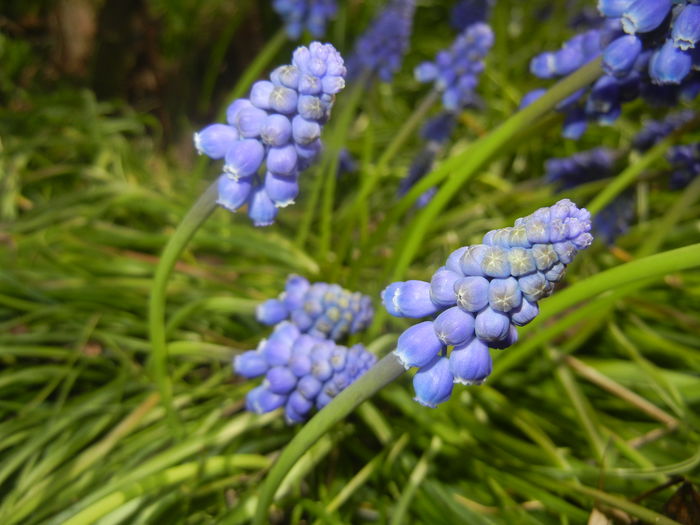 Muscari armeniacum (2016, March 30)