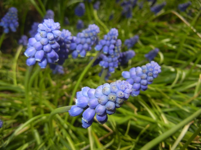 Muscari armeniacum (2016, March 30)