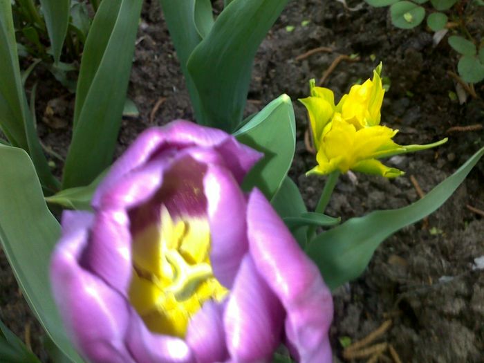 050420162925