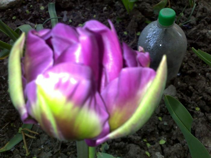 050420162928