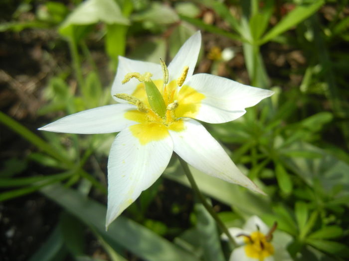 Tulipa Turkestanica (2016, March 30)