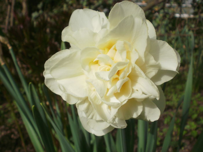 Obdam - Narcise