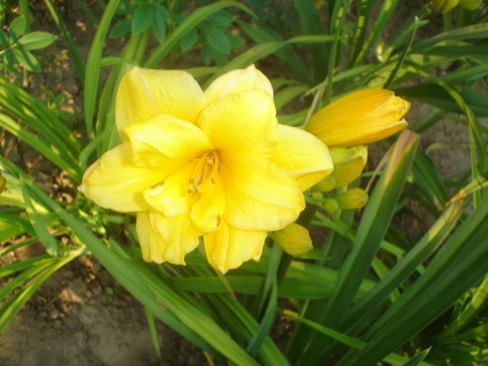 hemerocallis
