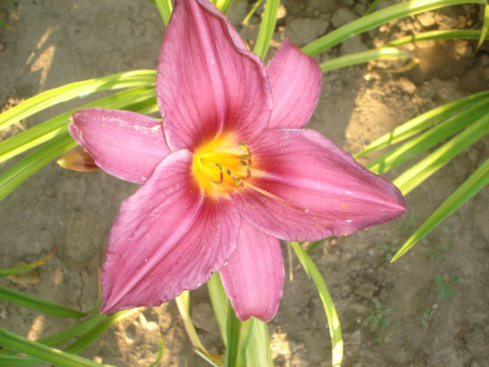 hemerocallis