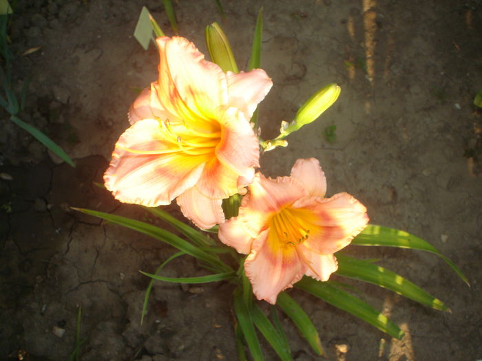 hemerocallis