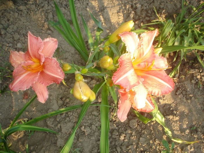 hemerocallis