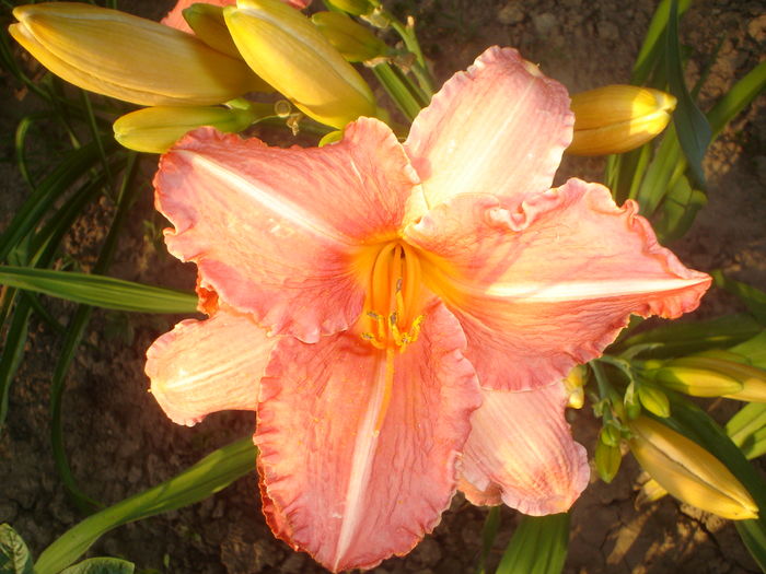 hemerocallis