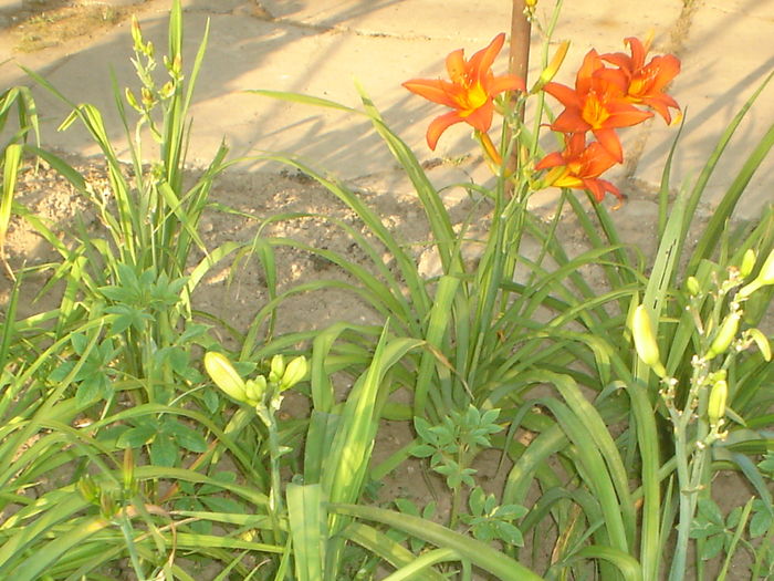 hemerocallis