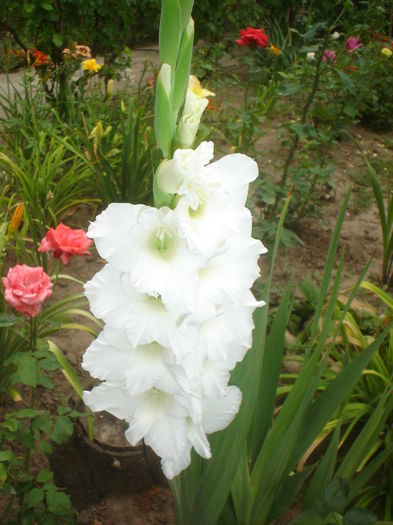 gladiola - FLORILE DIN CURTEA CASEI 2015