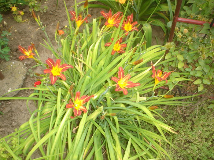 hemerocallis - FLORILE DIN CURTEA CASEI 2015