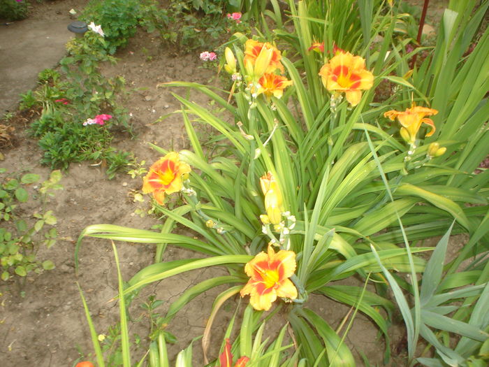 hemerocallis - FLORILE DIN CURTEA CASEI 2015