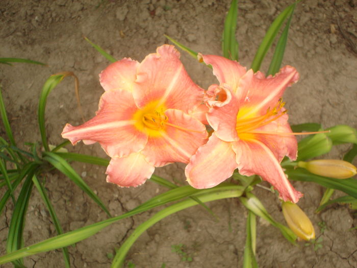 hemerocallis - FLORILE DIN CURTEA CASEI 2015