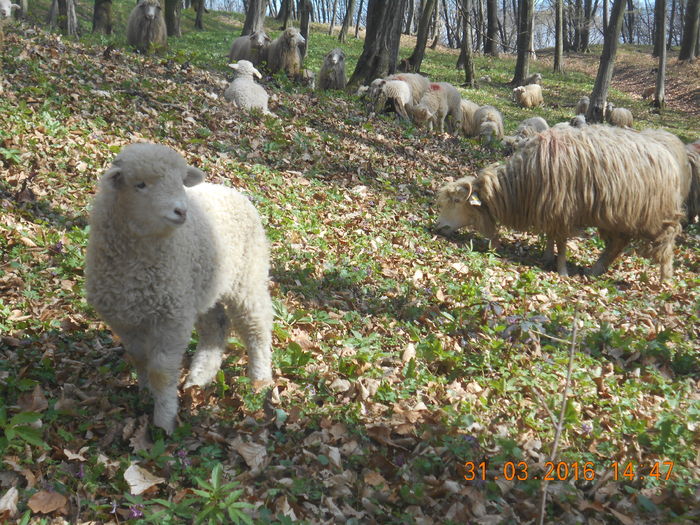 Picture 299 - Productia De Miei 2016