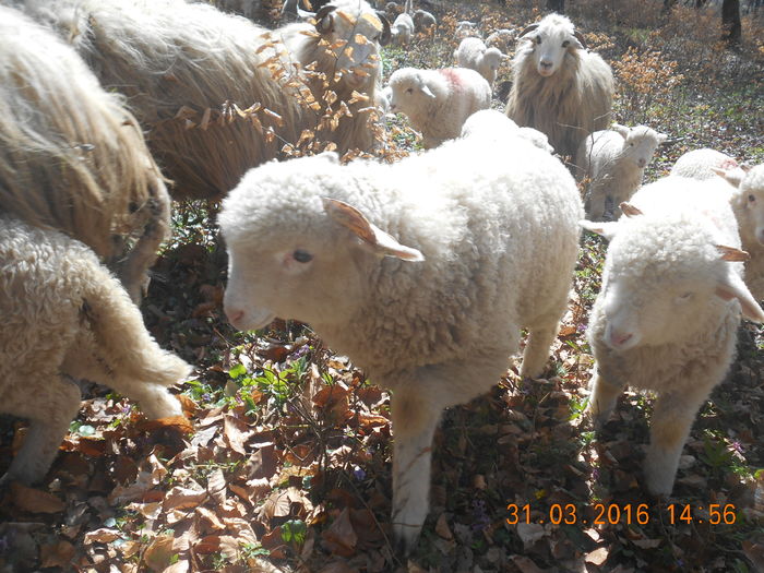 Picture 319 - Productia De Miei 2016