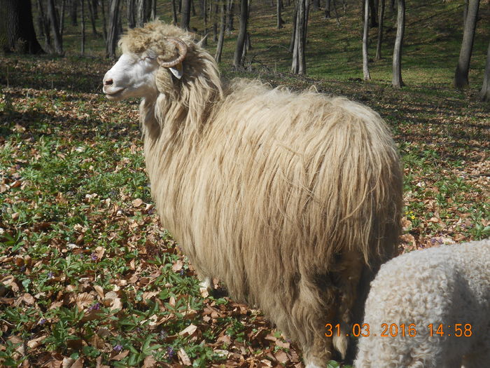 Picture 322 - Productia De Miei 2016