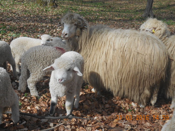 Picture 324 - Productia De Miei 2016