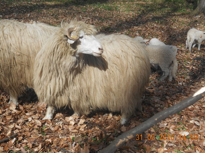 Picture 325 - Productia De Miei 2016