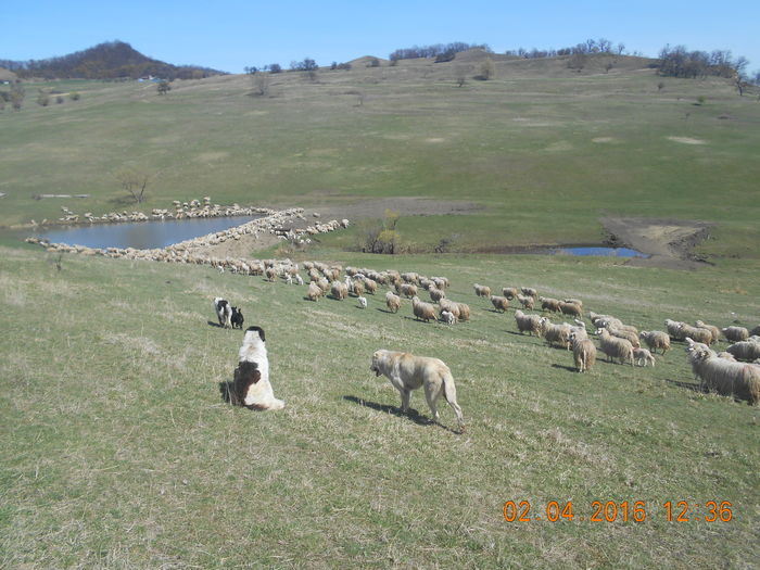 Picture 352 - Productia De Miei 2016