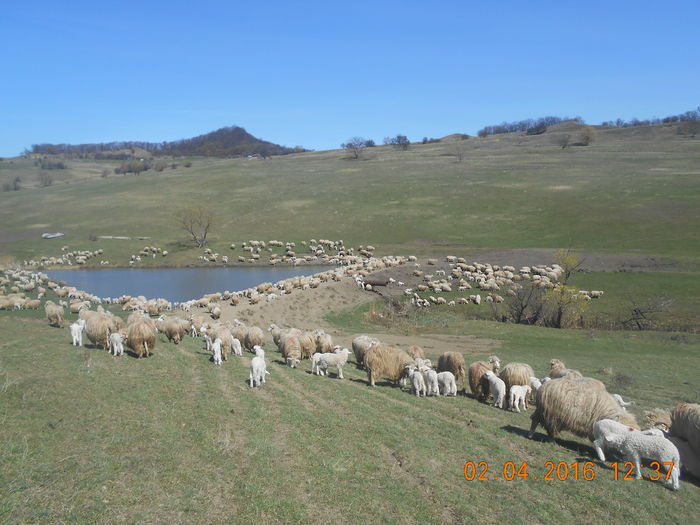 Picture 353 - Productia De Miei 2016